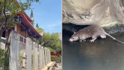 不只台北！台南老鼠「狗爬式游泳」現身赤崁樓　他酸：有吃避孕藥嗎