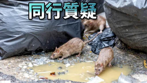 寵物溝通師「64隻老鼠答應搬離台北」　她吐1句超中肯！