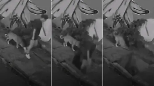 傻眼影片｜21歲女遛狗「墜地底消失」　牠嚇呆原地超無助
