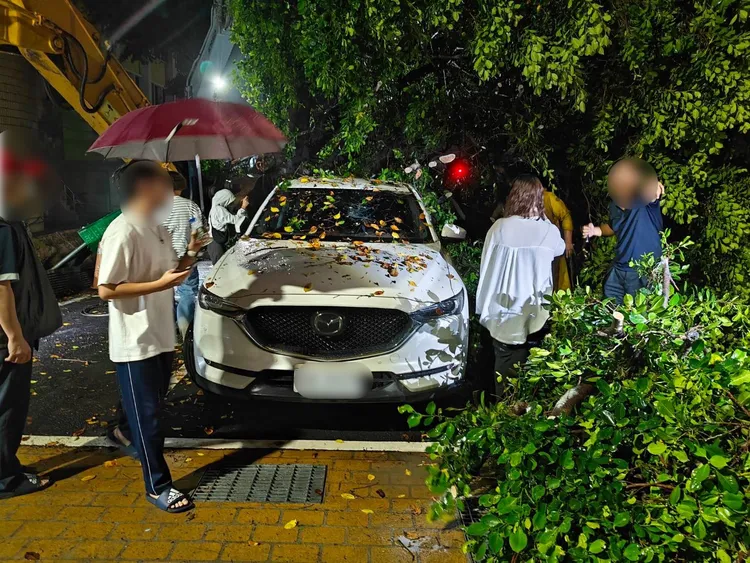 通霄鎮立圖書館旁昨晚路樹倒塌，路邊停放的車輛受到波及。民眾提供