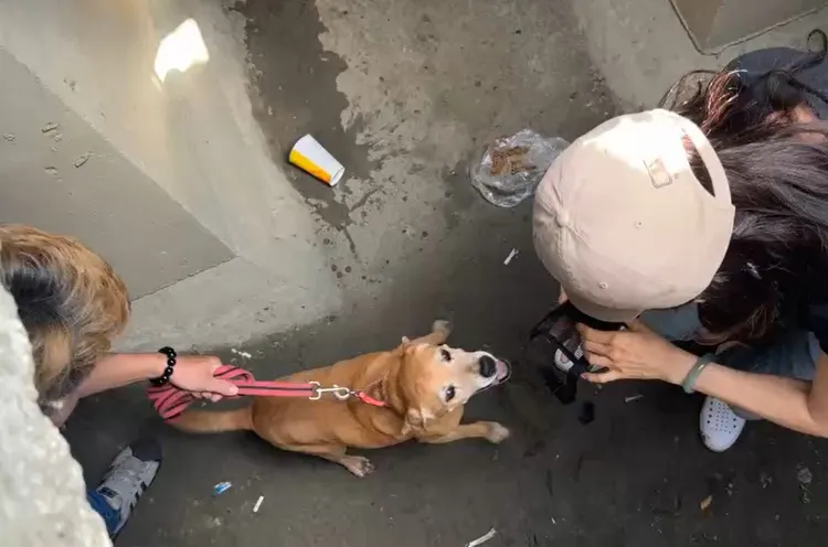 阿妹跑到超過1個人高的排水箱涵內，找不到出路才受困，看到吳小姐時情緒激動。讀者提供