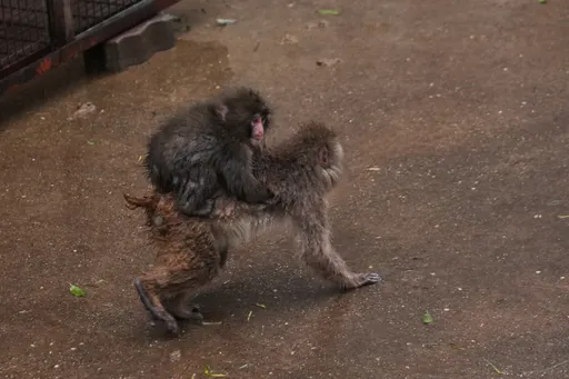 萌翻日本！「Punch君」吸萬人朝聖　動物園憂失控：不再揭露猴子個資
