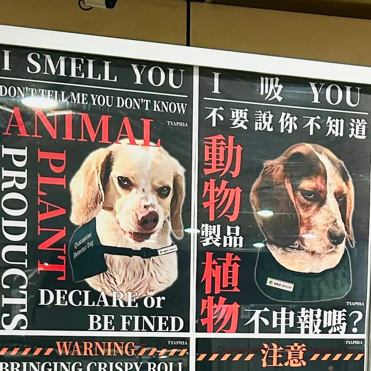 檢疫犬眼神充滿殺氣。翻攝自X @bonkuretaiwan