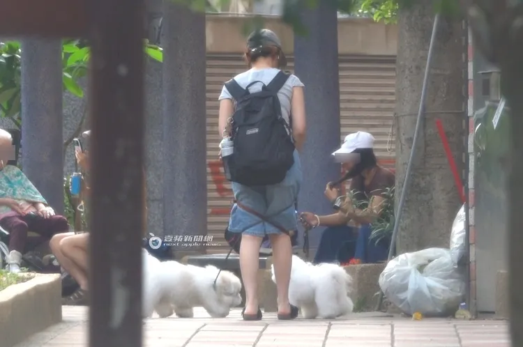 工作人員在公園遛蔡依林愛犬哈妮與社長。特勤中心攝