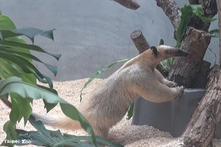 動物園動物逃跑，如今怕跑到鄰近山區找不回來。北市動物園提供