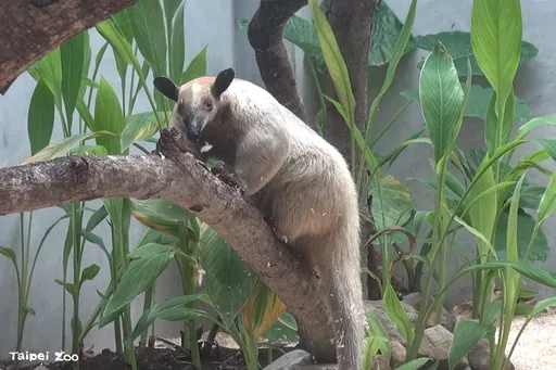 木柵動物園有食蟻獸逃跑　目前仍未尋獲動物園協尋中