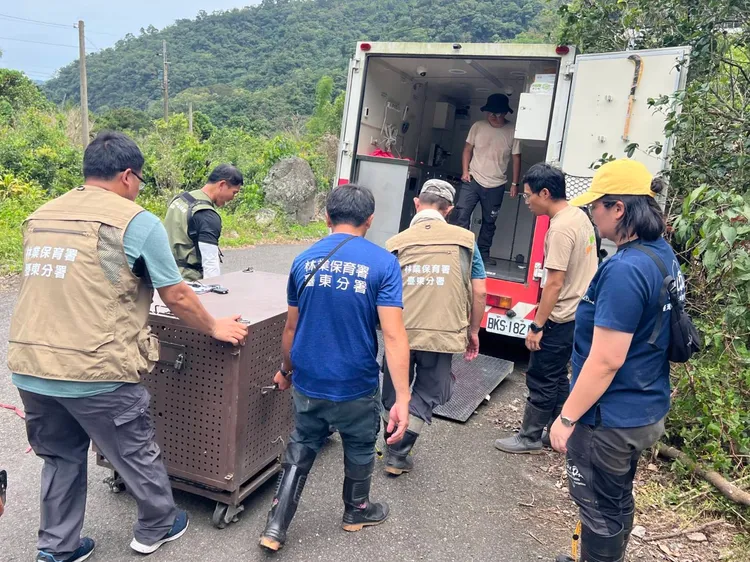 黑熊後續將由野灣野生動物醫院進一步檢查與進行必要照護。林保署台東分署提供