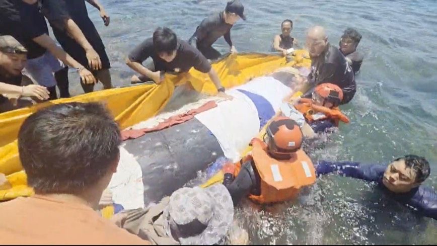 綠島最美風景 30位潛水業者及民眾成功救援2擱淺鯨豚