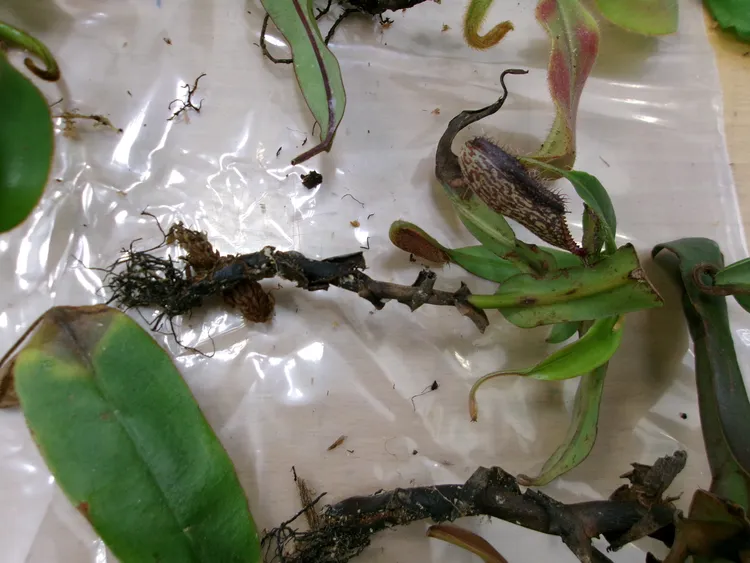 豬籠草植株。桃園地檢署提供