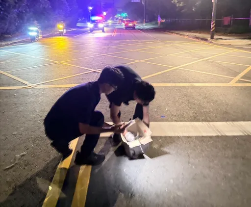 虎斑貓疑遭撞車道顫抖亂竄　楊梅暖警當護盾擋車保貓命