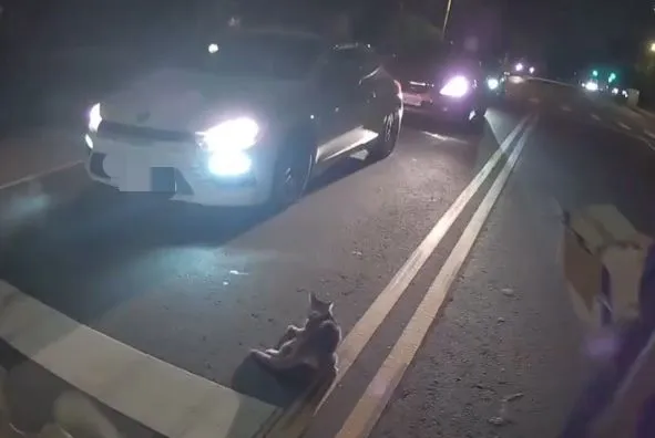 虎斑貓一度在車道上亂竄。楊梅警分局提供