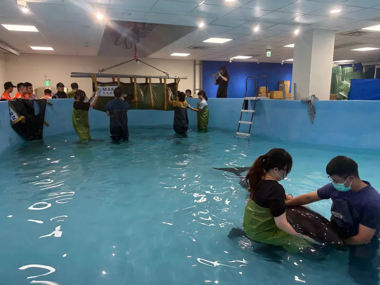 救援人員利用機具將虎鯨吊入水池中。葉先鵬攝