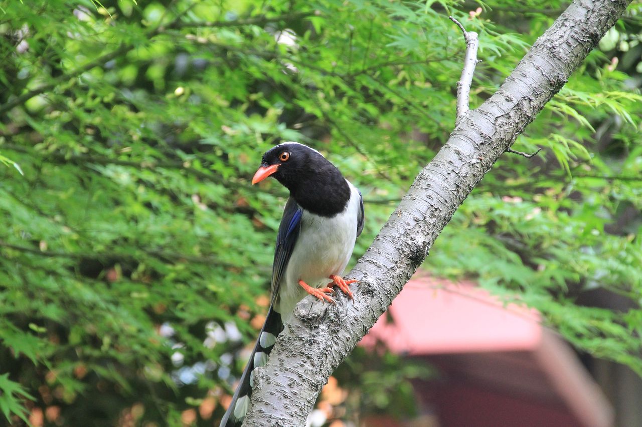 黏鼠板黏到鳥怎麼辦? 緊急救助平台:不要倒油