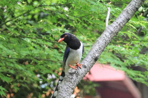 黏鼠板黏到鳥怎麼辦？　緊急救助平台：不要倒油