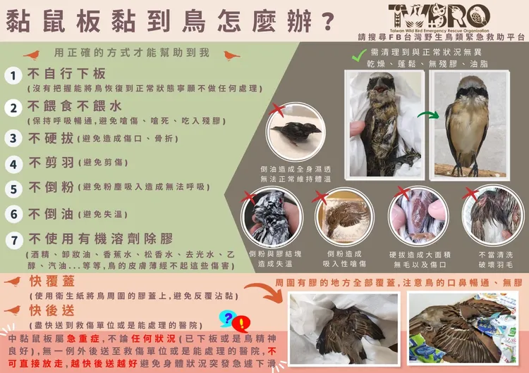 黏鼠板黏到鳥怎麼辦，專業單位告訴你。翻攝自台灣野生鳥類緊急救助平台臉書
