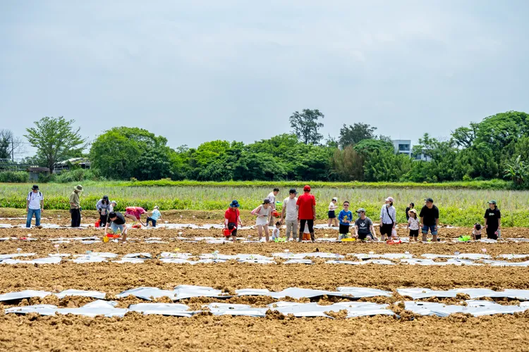 大園溪海西瓜節種瓜苗。桃園市府提供