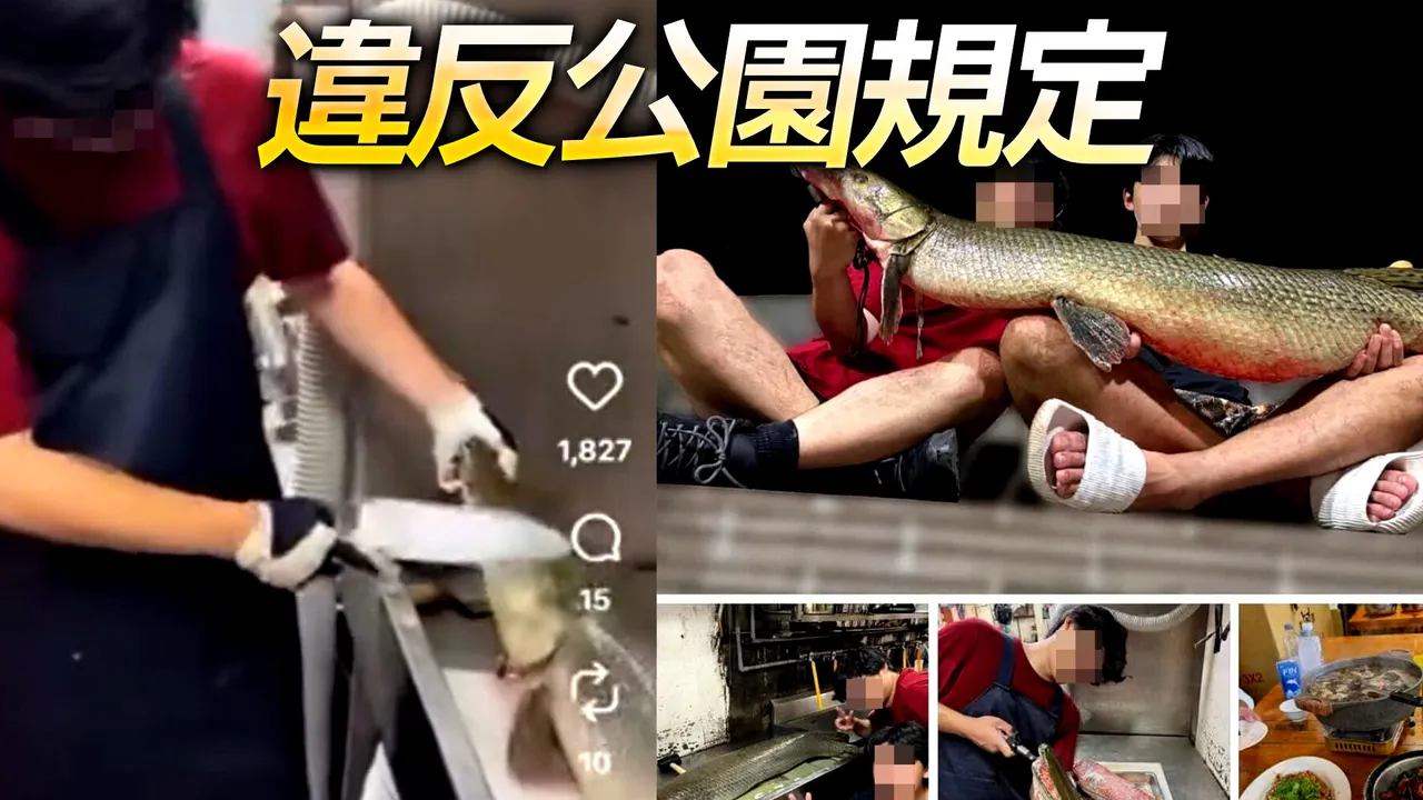 228公園「吉祥物」被吃了 料理過程爽PO網！成大釣魚社急道歉｜壹蘋新聞網