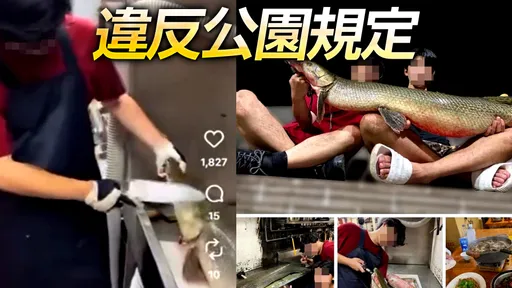 228公園「吉祥物」被吃了　料理過程爽PO網！成大釣魚社急道歉