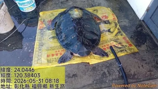 近1米長綠蠵龜擱淺彰化福興蚵田步道！背上綁中國追蹤器　海保署鑑定出爐