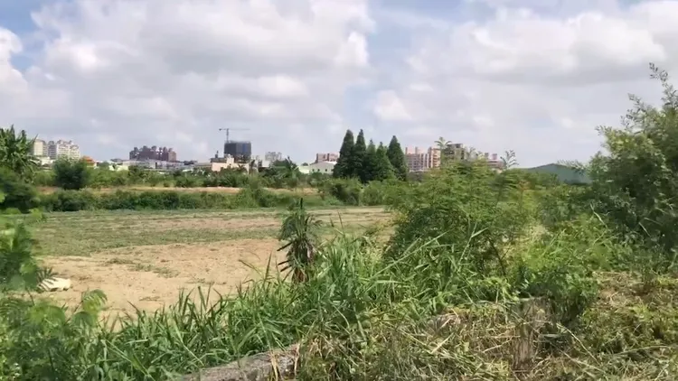 12歲米克斯「阿妹」日前陪看護推輪椅帶阿嬤散步，跑進田裡卻不見蹤影。民眾提供
