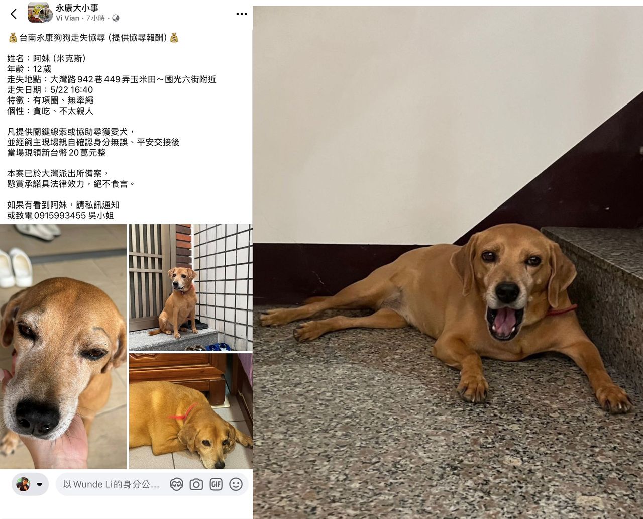 「美琪回家了」!台南飼主燃希望 祭20萬懸賞找「阿妹」