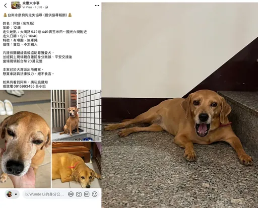 「美琪回家了」！台南飼主燃希望　祭20萬懸賞找「阿妹」