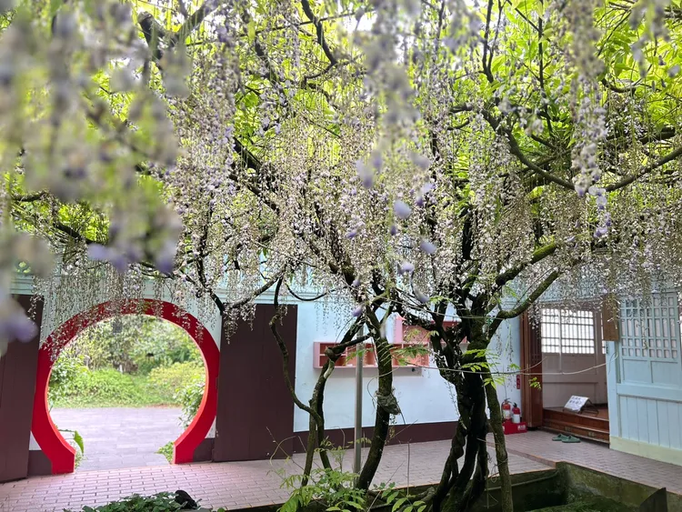 阿里山國家森林遊樂園區慈雲寺紫藤花，五月中下旬即將落幕，趁著母親節假期把握紫藤花觀賞期。阿里山賓館提供