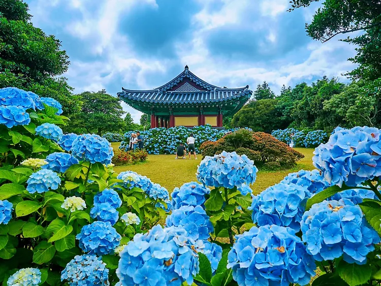 可樂旅遊祭出韓國買一送一優惠，暢遊神話世界樂園，也能欣賞夢幻繡球花。濟州觀光公社提供