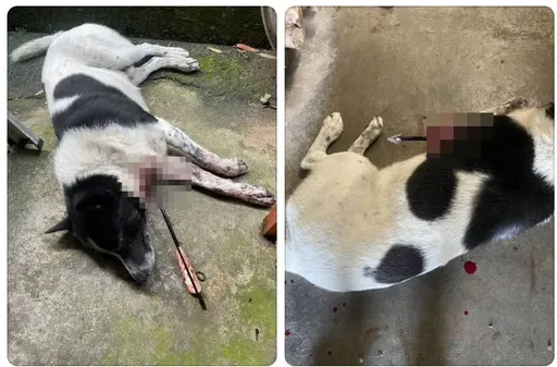 太殘忍！苗栗男十字弓射狗1死1重傷　只知不滿狂吠無法入睡