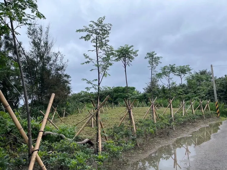 桃園年度植樹逾4800株，儲碳量逾3公噸。農業局提供