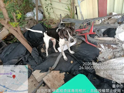 家犬被栓機車堆中整天狂吠　民眾不捨通報！中市動保處出手了