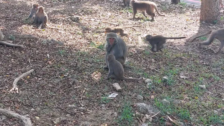 台灣獼猴撿拾騎士餵食食物。翻攝畫面