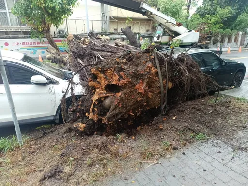 台中二中老榕樹疑因雨倒塌壓毀2車　校方：已聯繫車主理賠