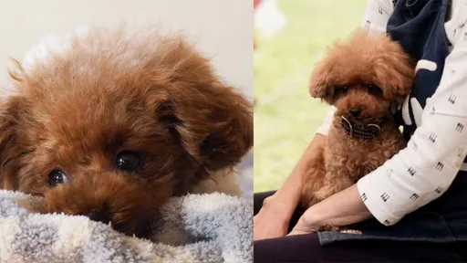 愛犬清牙結石卻死在手術台檯　飼主不靠律師告贏醫院