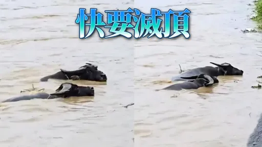 竹北豆子埔溪暴漲　驚見水牛陷泥流！民眾：感覺快不行了...