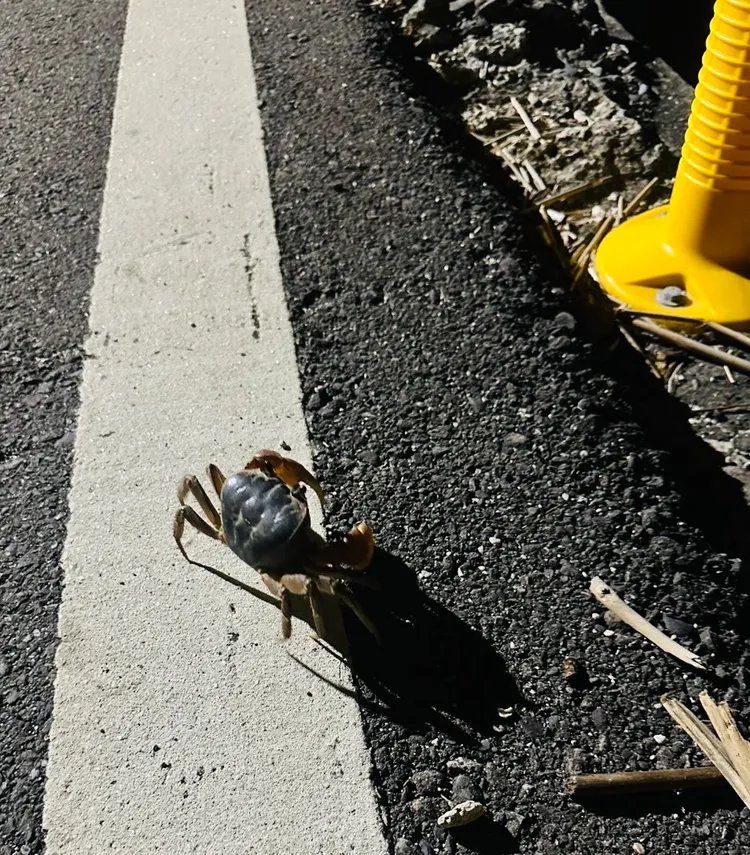 小琉球近期大量陸蟹媽媽抱卵過馬路奔向大海釋幼。翻攝畫面