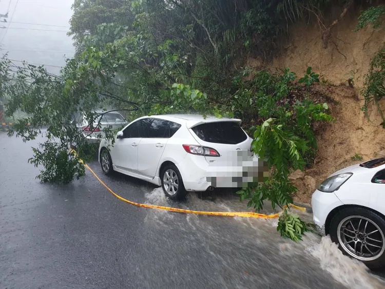 小客車遭樹枝砸中。翻攝畫面