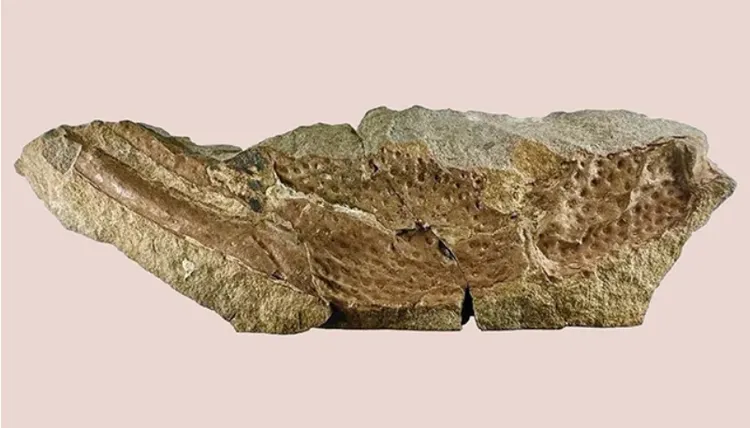 科學家僅找到一隻巨型鉗子等身體殘肢，拼湊之後認為就是蠍子。sciencealert