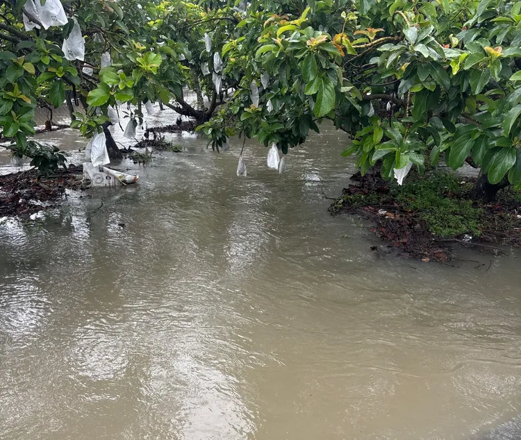 6月下旬豪雨造成酪梨損失嚴重。翻攝畫面