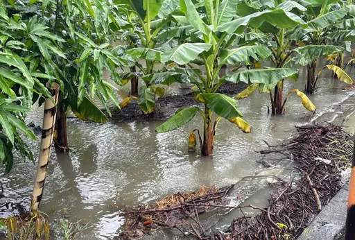 6月3場豪雨屏東農損累計逾1.8億！縣府全力辦理現金救助