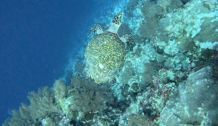 蕭美琴讚嘆帛琉海水清澈、珊瑚礁色彩繽紛，遇見許多可愛的海龜在海中自在飛翔。蕭美琴臉書