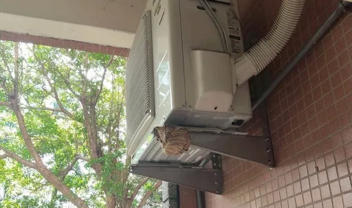 教室冷氣室外機竟有虎頭蜂築巢　台中10歲童遭螫傷送醫　