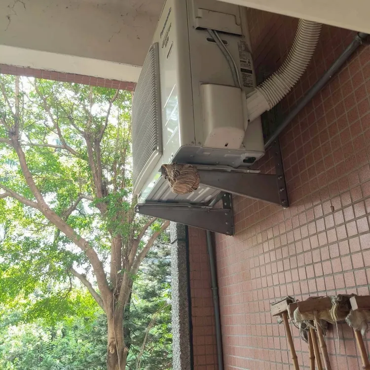 農業局在教室外的冷氣室外機發現虎頭蜂巢，已由廠商摘除。市府提供