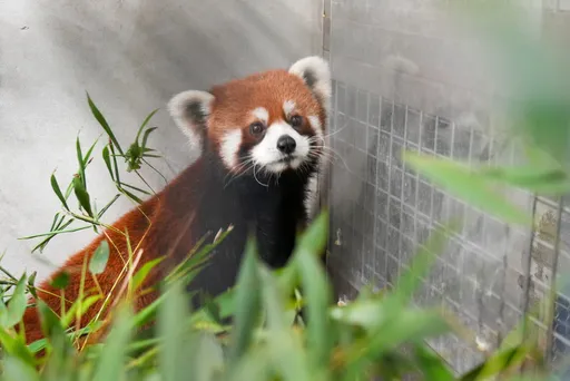 上海2隻小貓熊今送台北動物園　公適應良好、母害羞觀望