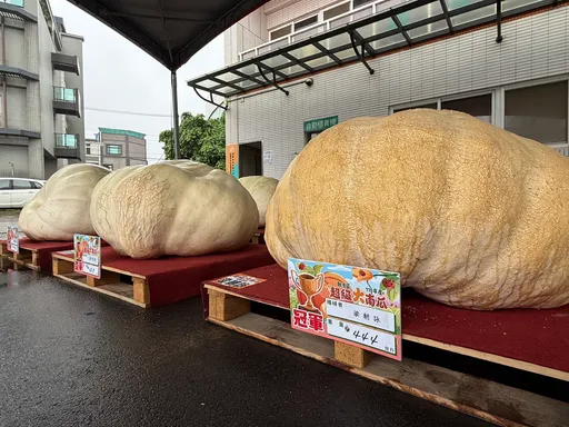 444台斤「巨無霸南瓜」稱霸觀音！　明天揮軍全國大賽