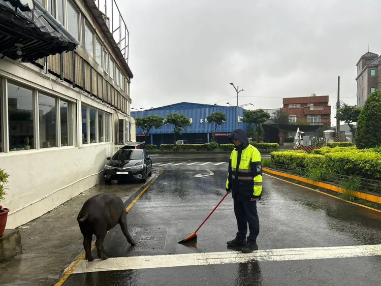 警員將黑毛豬控制在路邊。大園警分局提供