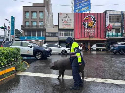 待宰黑毛豬運輸途中摔落車道！驚慌亂竄　大園警耐心引導解危