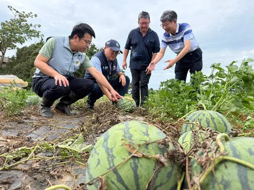 連日暴雨重創桃園瓜田！勘災初估損5成　每公頃最高救助6.4萬元