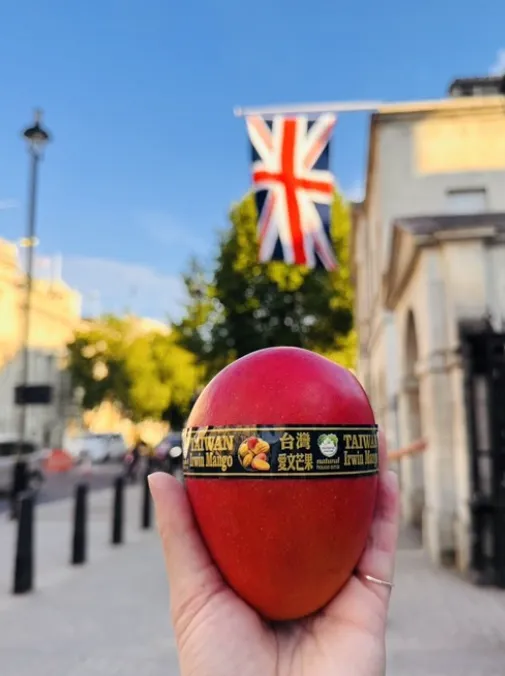 倫敦LingerMart近日將台灣芒果引進英國市場，即起開放預購，預計7月上旬到貨並在實體店面上架銷售。中央社/LingerMart