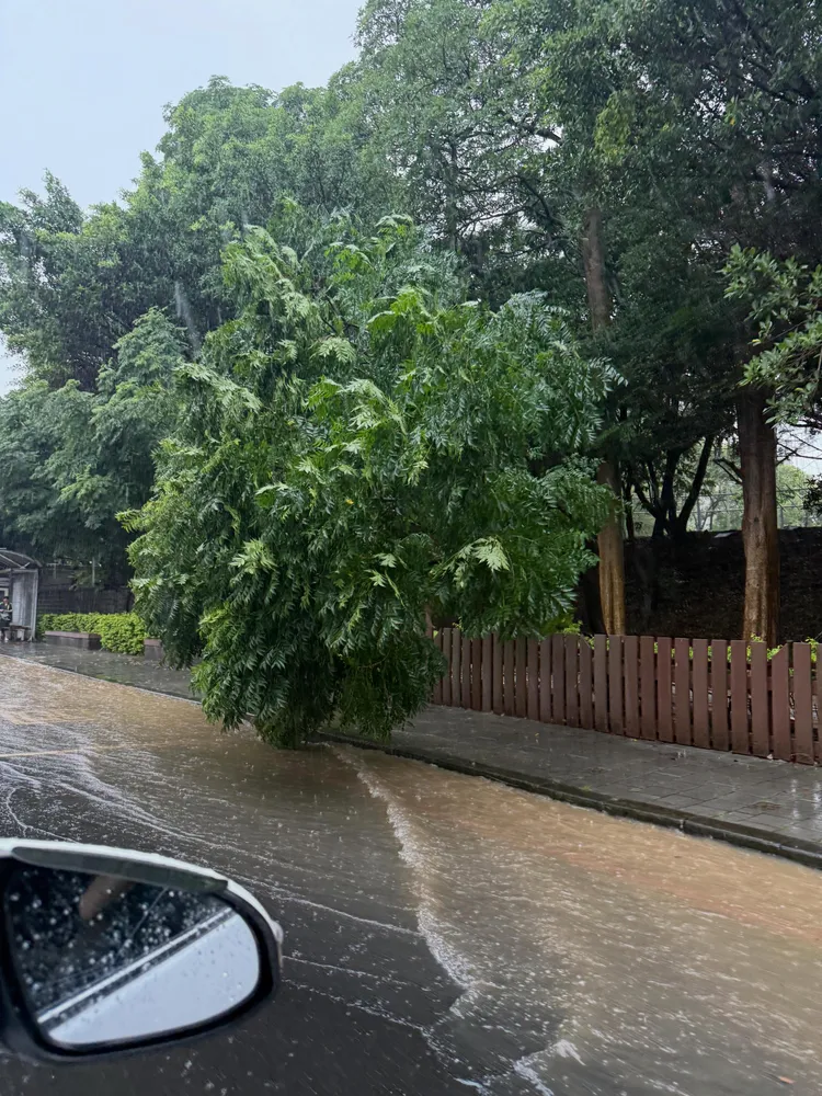 劉彥伶表示光復路有看到路樹倒塌的情形。翻攝劉彥伶Threads